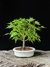Acer Palmatum