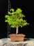 Acer Palmatum - comprar online