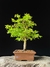 Acer Palmatum