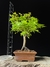 Acer Palmatum - comprar online