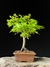 Acer Palmatum