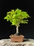 Acer Palmatum na internet