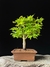 Acer Palmatum na internet