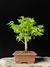 Acer Palmatum na internet
