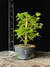 Acer Palmatum - comprar online