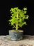 Acer Palmatum