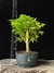 Acer Palmatum - comprar online