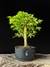 Acer Palmatum