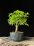 Acer Palmatum na internet