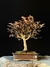 Loropetalum rubrum