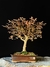 Loropetalum rubrum na internet
