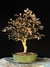 Loropetalum rubrum