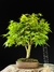 Acer Palmatum - comprar online