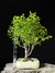 Sakura (cerejeira japonesa) - comprar online