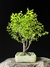 Sakura (cerejeira japonesa)