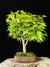 Acer Palmatum na internet