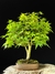 Acer Palmatum
