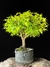 Acer Palmatum