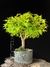 Acer Palmatum - comprar online