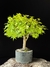 Acer Palmatum na internet