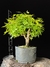 Acer Palmatum - comprar online