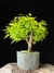 Acer Palmatum