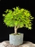 Acer Palmatum na internet
