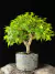 Acer Palmatum