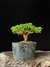 Procumbes