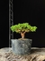 Procumbes - comprar online