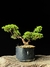Procumbes
