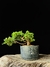 Procumbes
