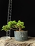 Procumbes - comprar online
