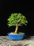 Ulmus