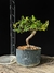 Cotoneaster - comprar online