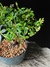 Cotoneaster na internet