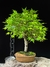 Acer Palmatum - comprar online