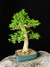 Cambui - Dr Bonsai