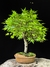 Acer Palmatum