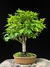 Acer Palmatum na internet