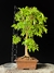 Jabuticaba - comprar online