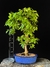 Jabuticaba - comprar online