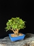 Azaléia - Dr Bonsai