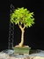 Jabuticaba - comprar online