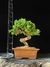 Procumbes - comprar online