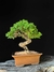 Procumbes - Dr Bonsai
