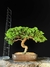 Procumbes - comprar online