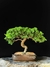 Procumbes