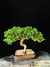 Procumbes - Dr Bonsai