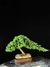 Procumbes - loja online